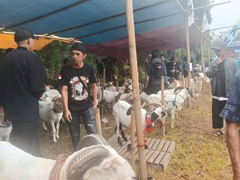 Domba Garut dan peserta pesta patok di Kecamatan Culamega