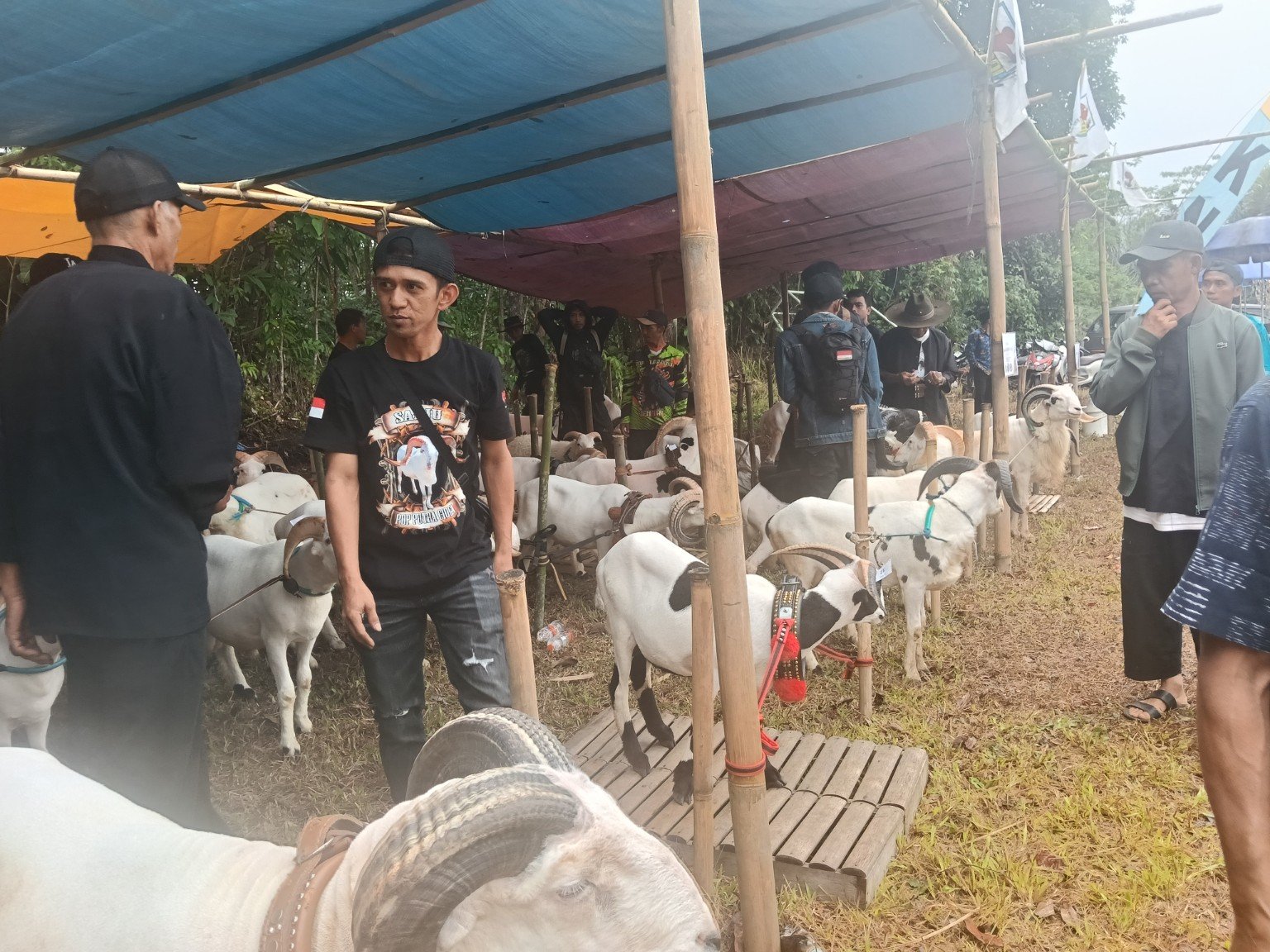 Domba Garut dan peserta pesta patok di Kecamatan Culamega