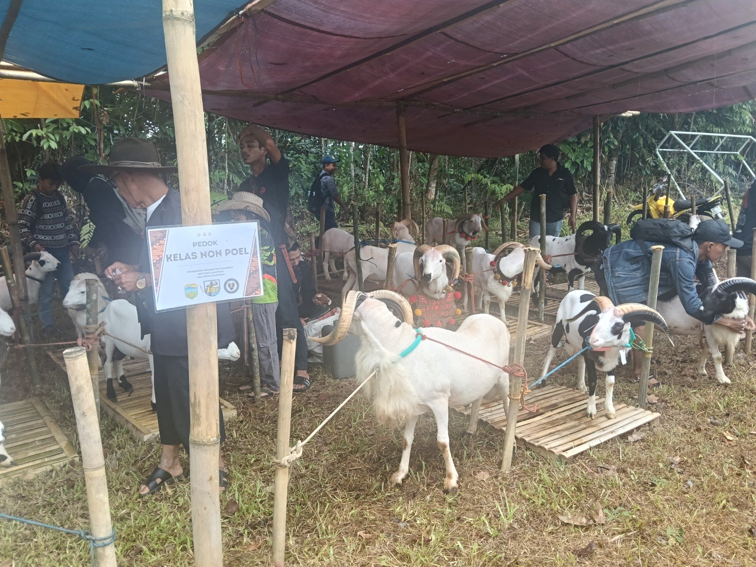 Domba Garut dan peserta pesta patok di Kecamatan Culamega