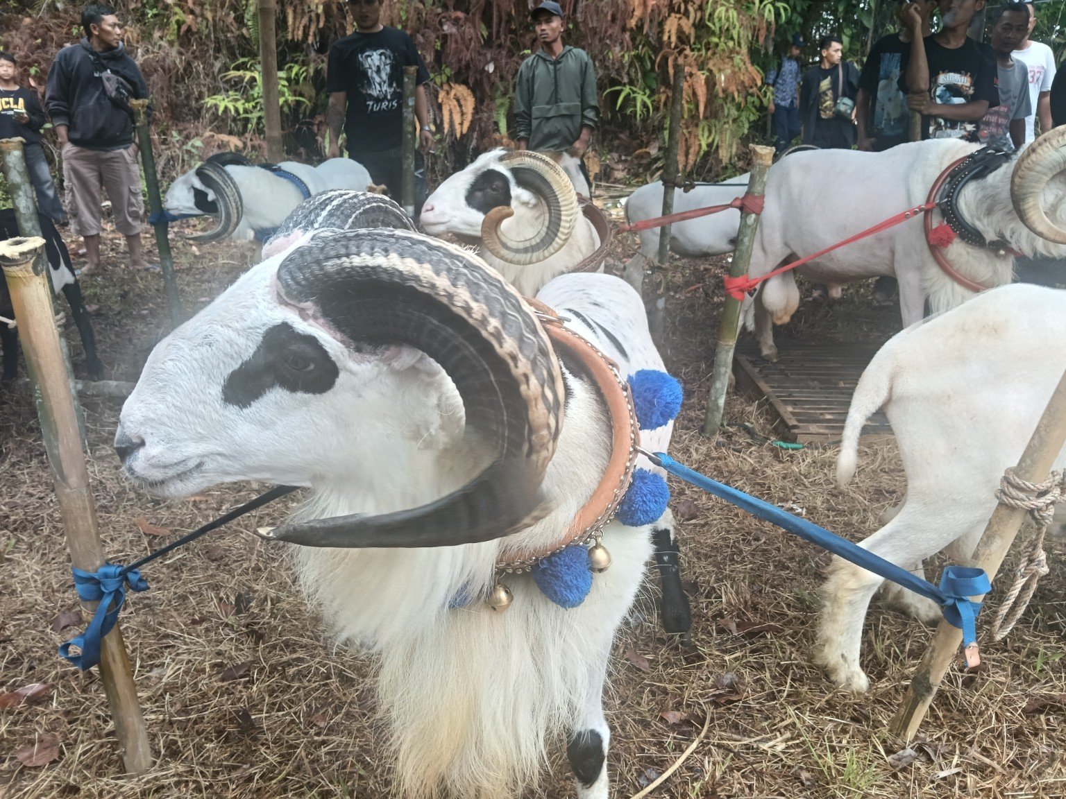Domba Garut dan peserta pesta patok di Kecamatan Culamega
