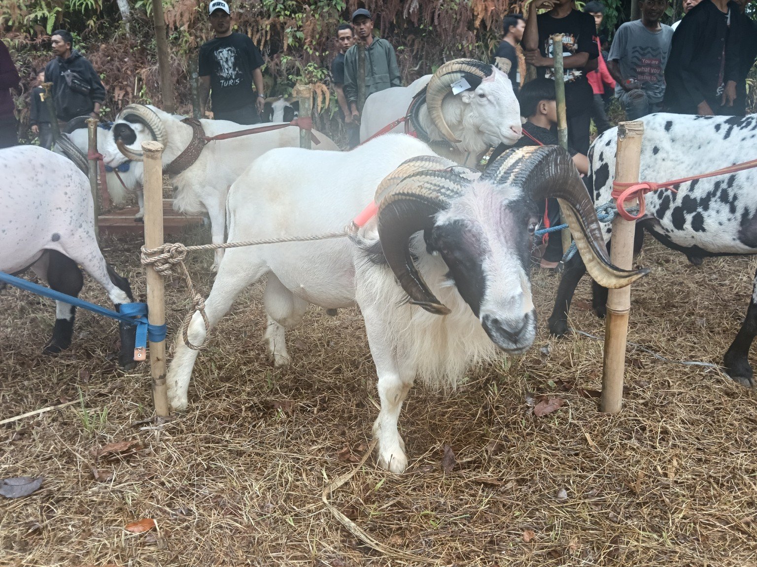Domba Garut dan peserta pesta patok di Kecamatan Culamega