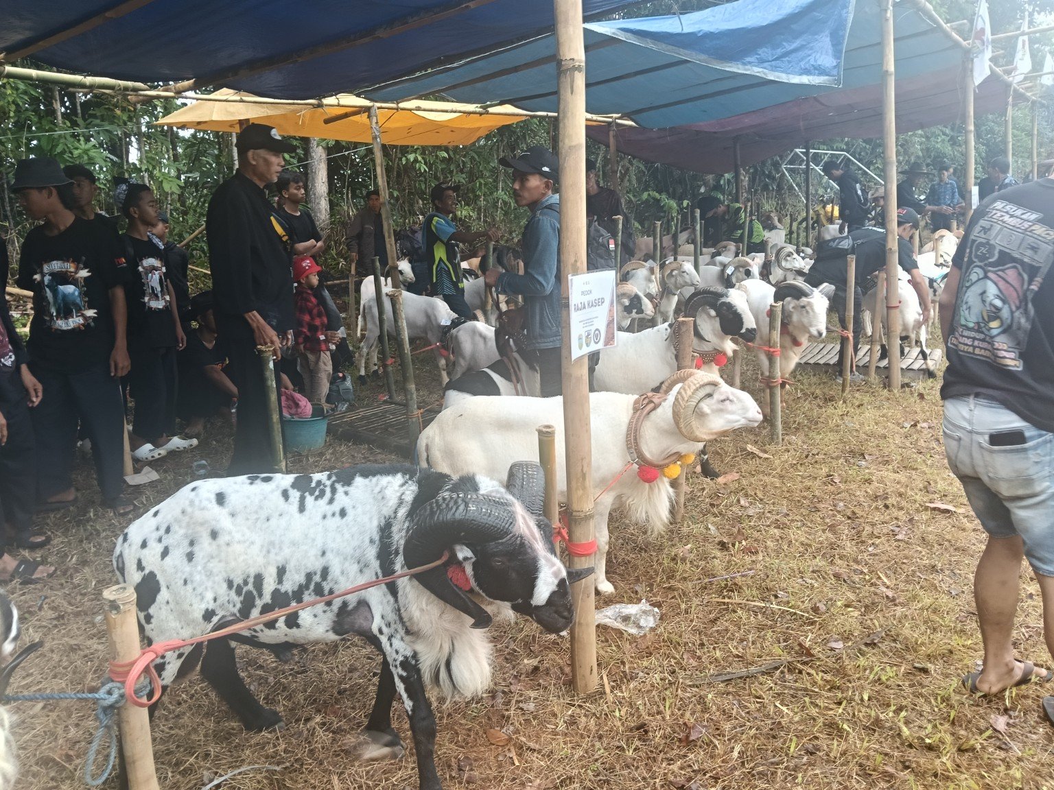 Domba Garut dan peserta pesta patok di Kecamatan Culamega